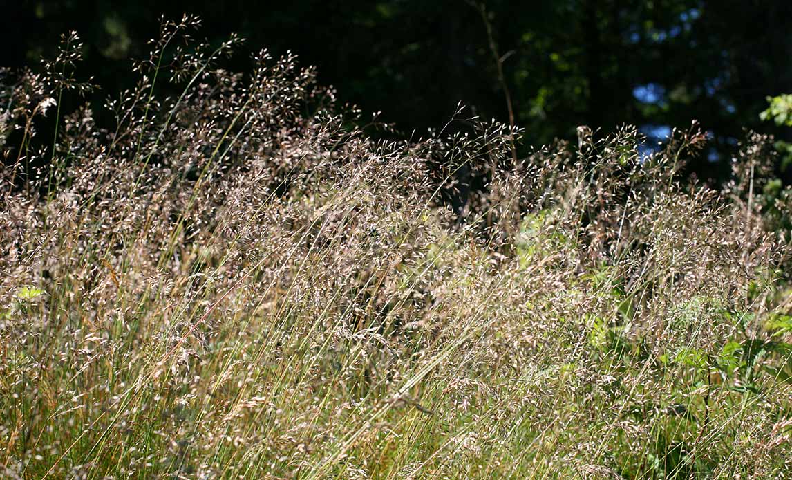 Natur